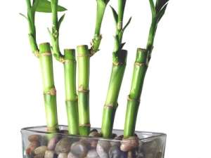 default-ehow-images-a06-71-cl-care-bamboo-good-luck-plants-800x800